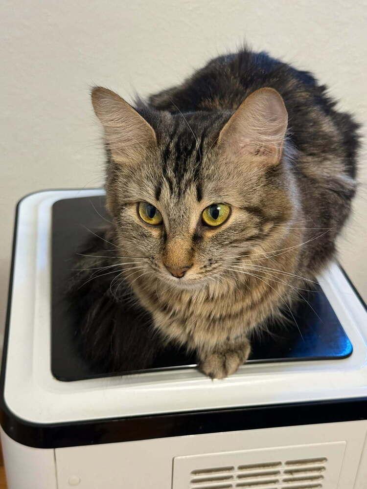 Little, Adoptable, Adult Female Domestic Medium Hair.