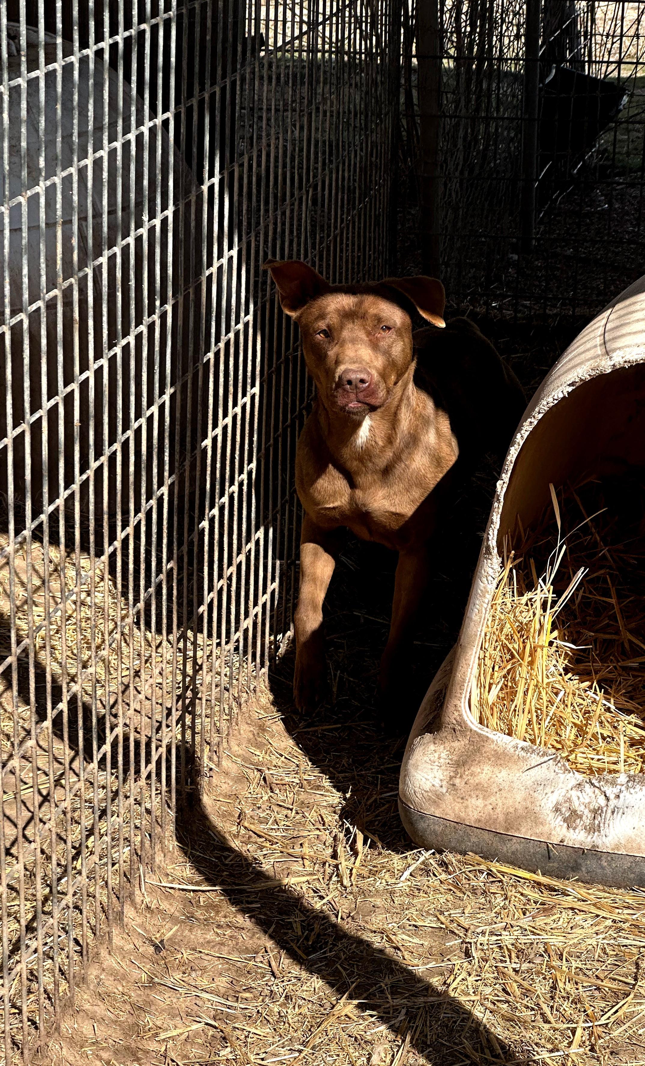 Rosa — thumbnail 2