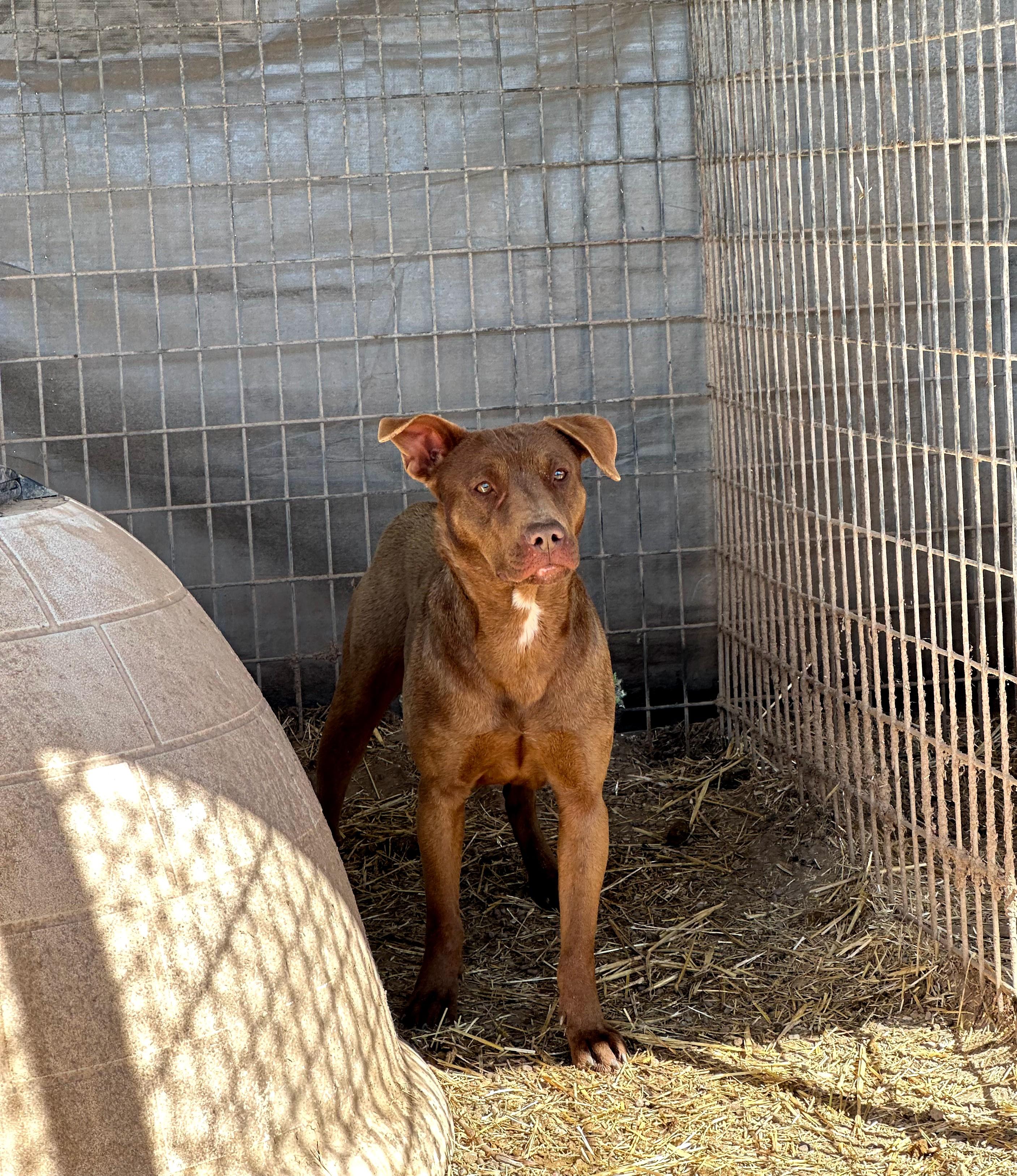 Rosa — thumbnail 3