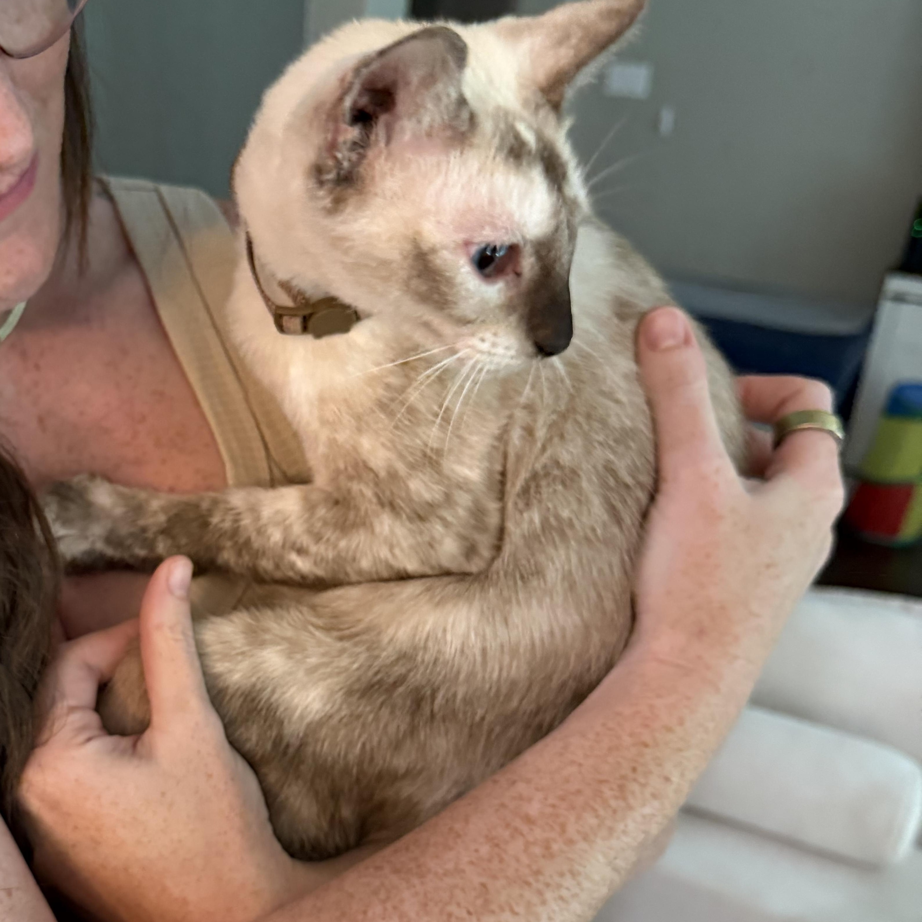 Enlarge Sage, a Adoptable mixed breed in Waterford, CT image 5/5