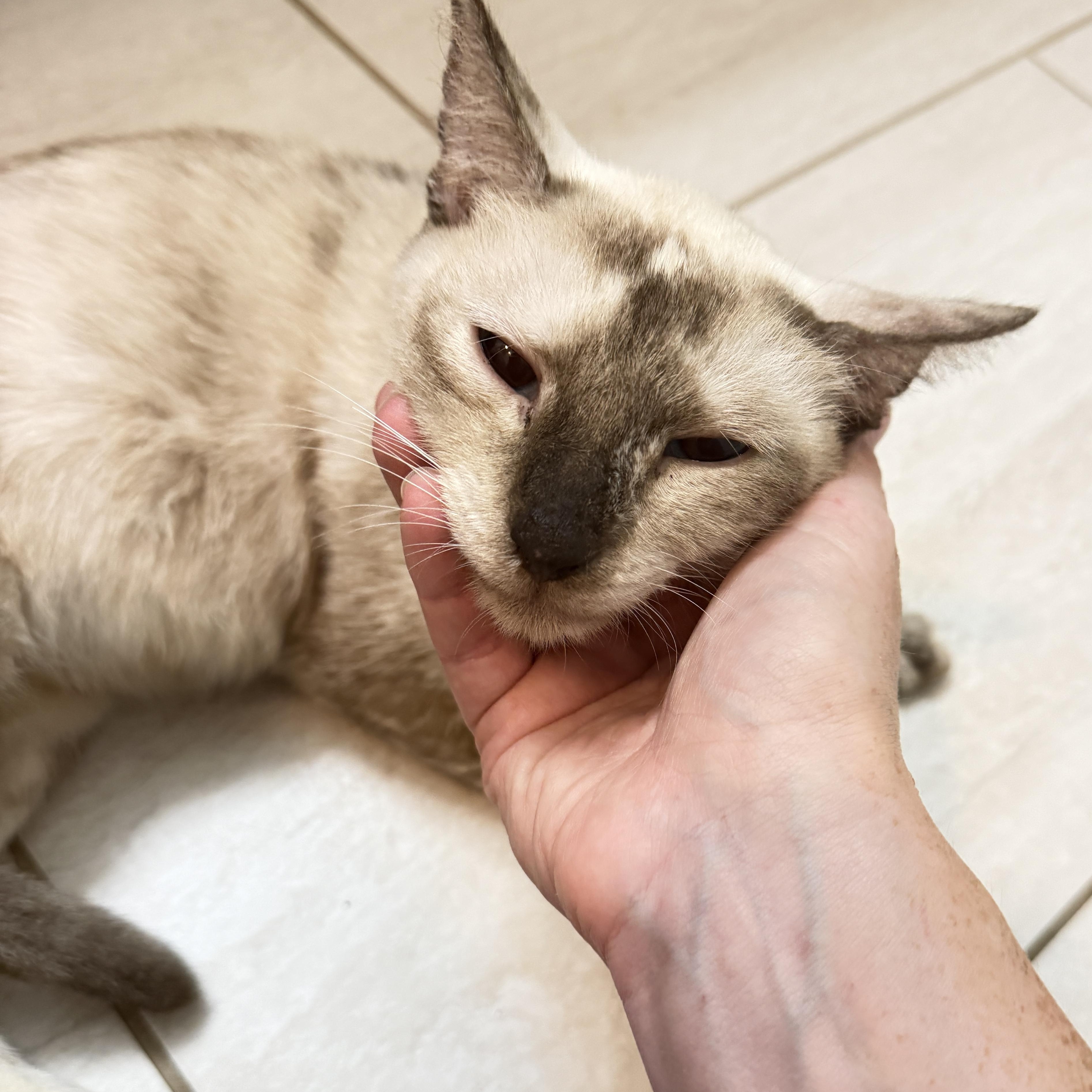 Sage, Adoptable, Adult Female Siamese & Domestic Short Hair.
