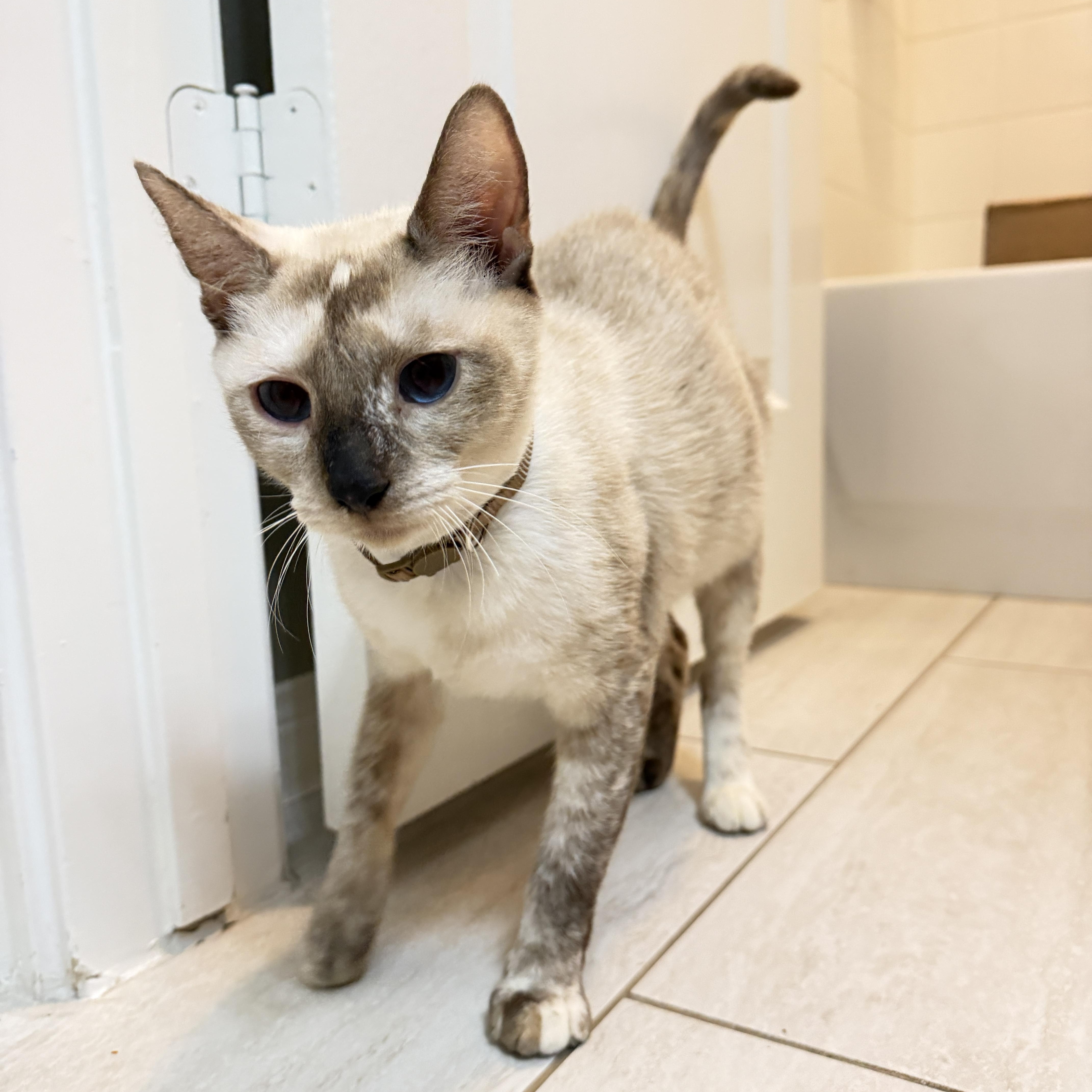 Enlarge Sage, a Adoptable mixed breed in Waterford, CT image 2/5