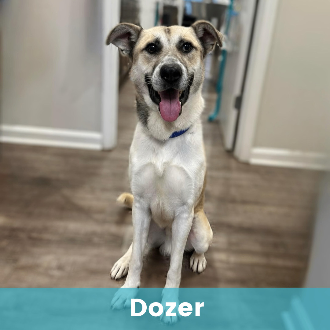 Dozer 4