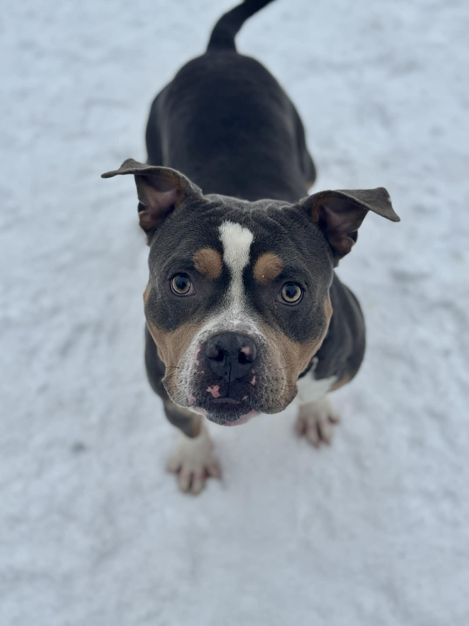 Colonel Sanders, adopted, Adult Male Mixed Breed.