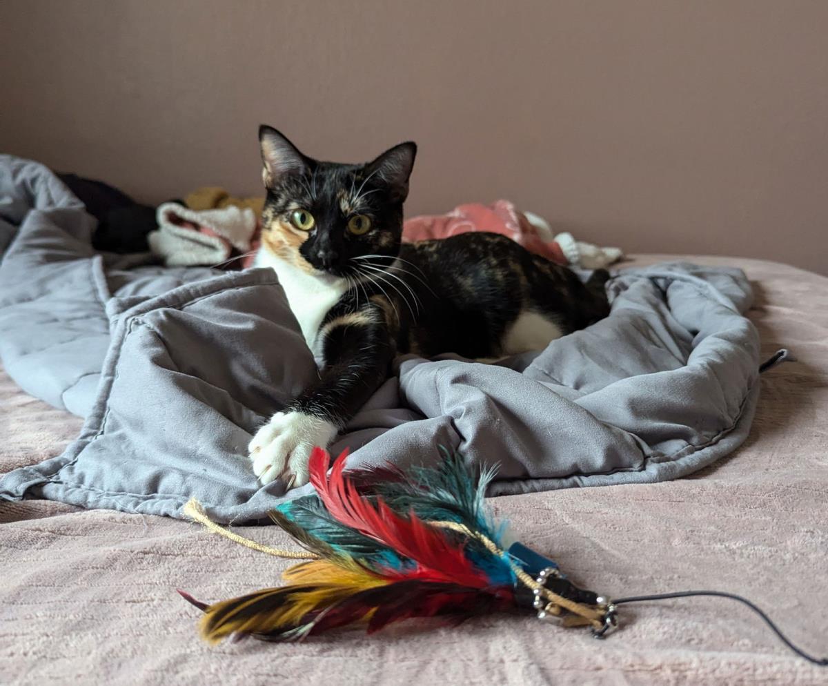 Hala Cc Kay, Adoptable, Adult Female Domestic Short Hair.