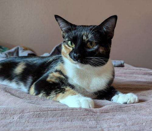 Enlarge Hala Cc Kay, a Adoptable Domestic Short Hair in Chandler, AZ image 2/3