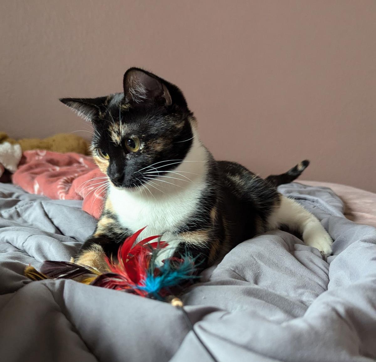 Enlarge Hala Cc Kay, a Adoptable Domestic Short Hair in Chandler, AZ image 3/3