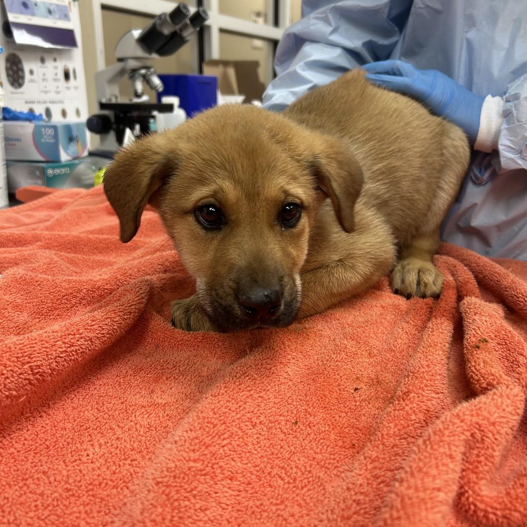 Enlarge Pea, a Adoptable Shepherd in Birmingham, AL image 1/1