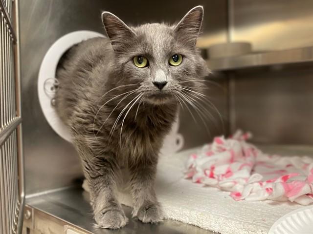 CLEO-CAT-TRA, Adoptable, Young Female Domestic Long Hair.