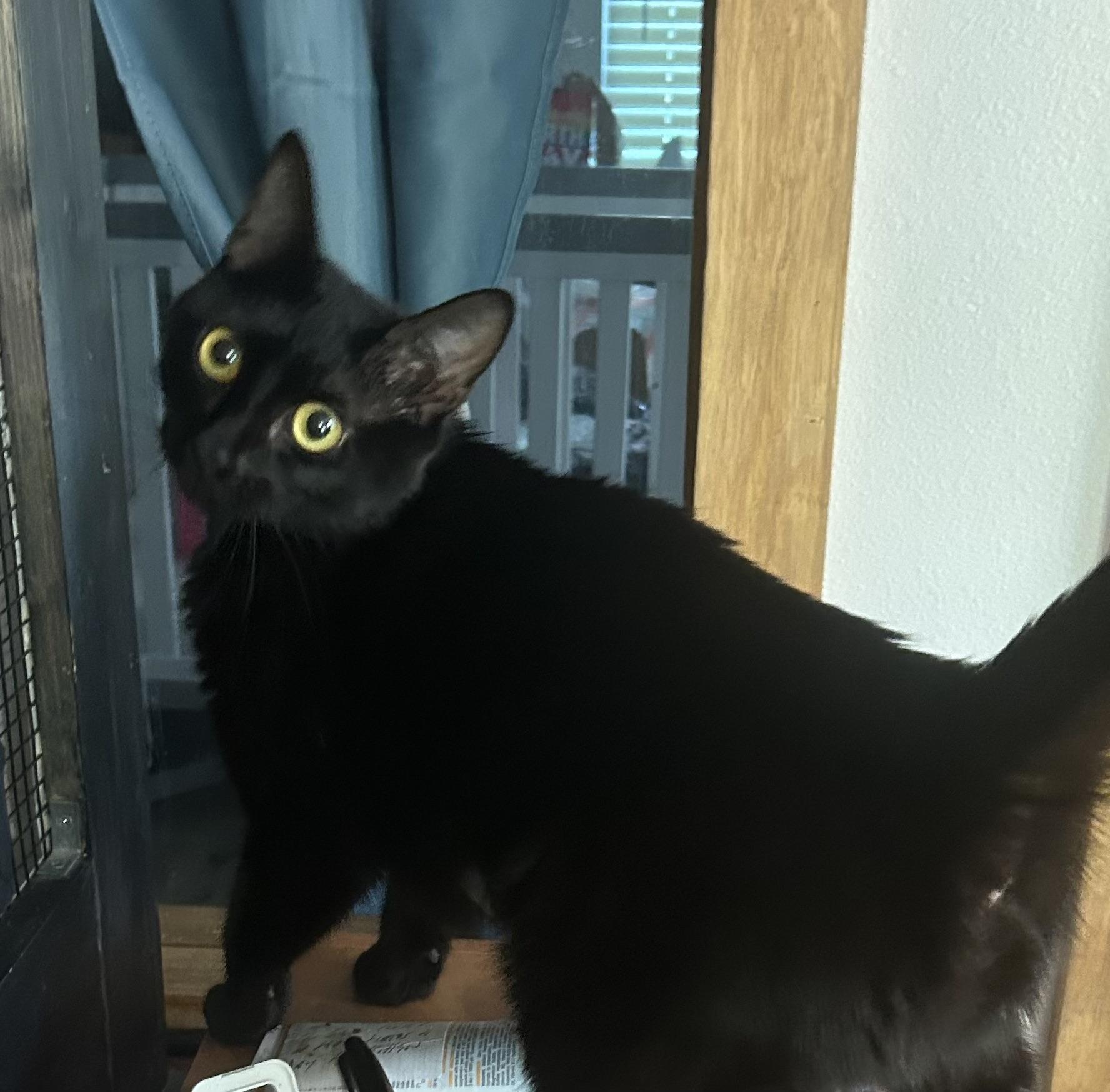 Toni, Adoptable, Adult Female Domestic Short Hair.