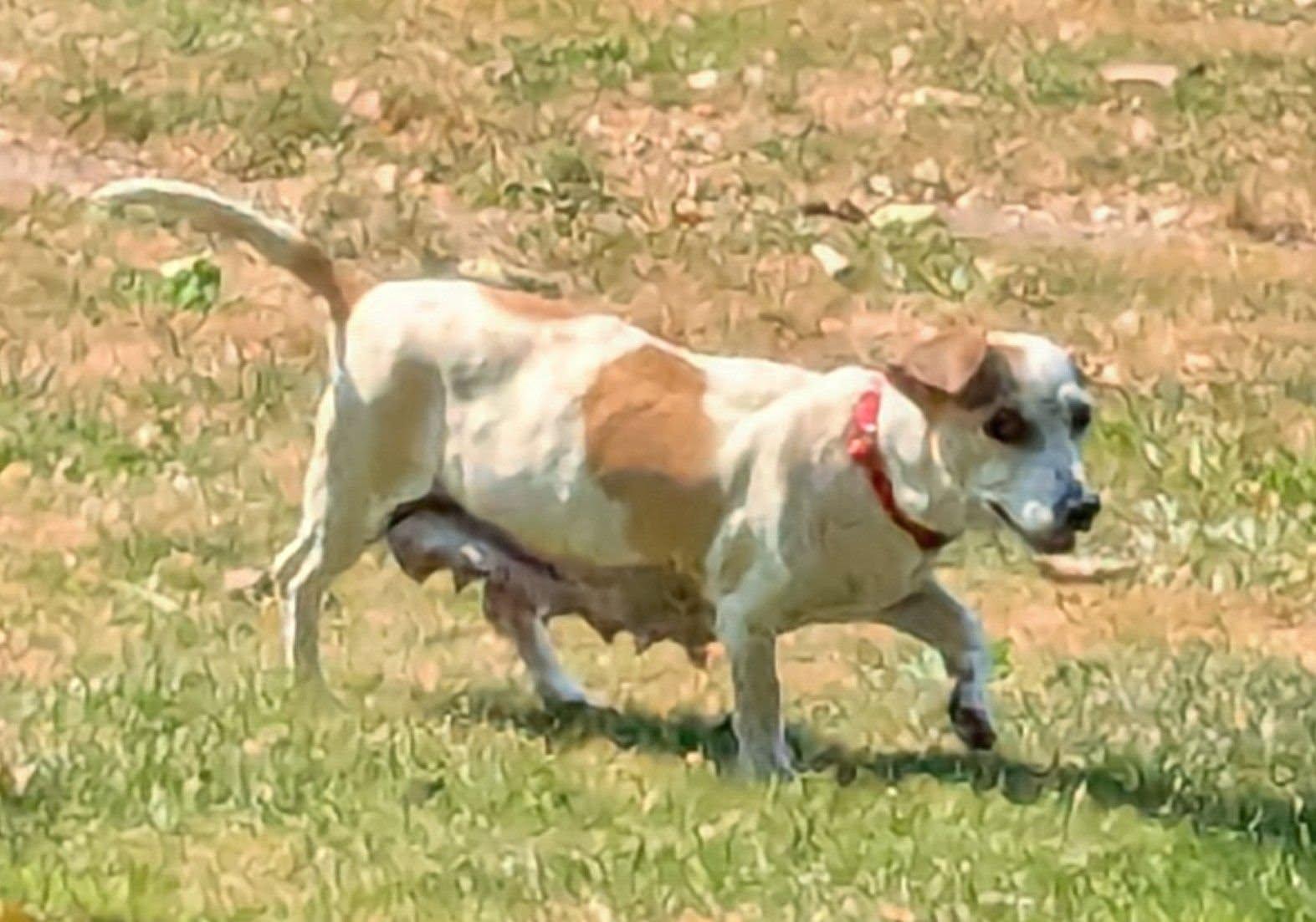 Enlarge Tami, a Adoptable mixed breed in Clatskanie, OR image 4/6