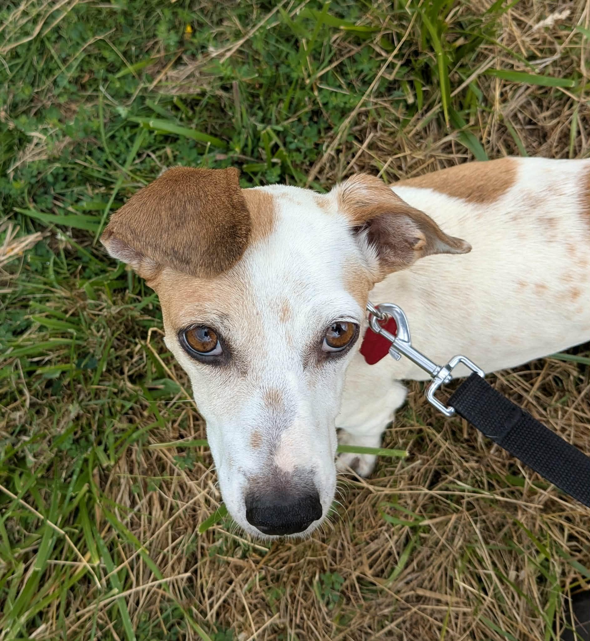 Enlarge Tami, a Adoptable mixed breed in Clatskanie, OR image 5/6