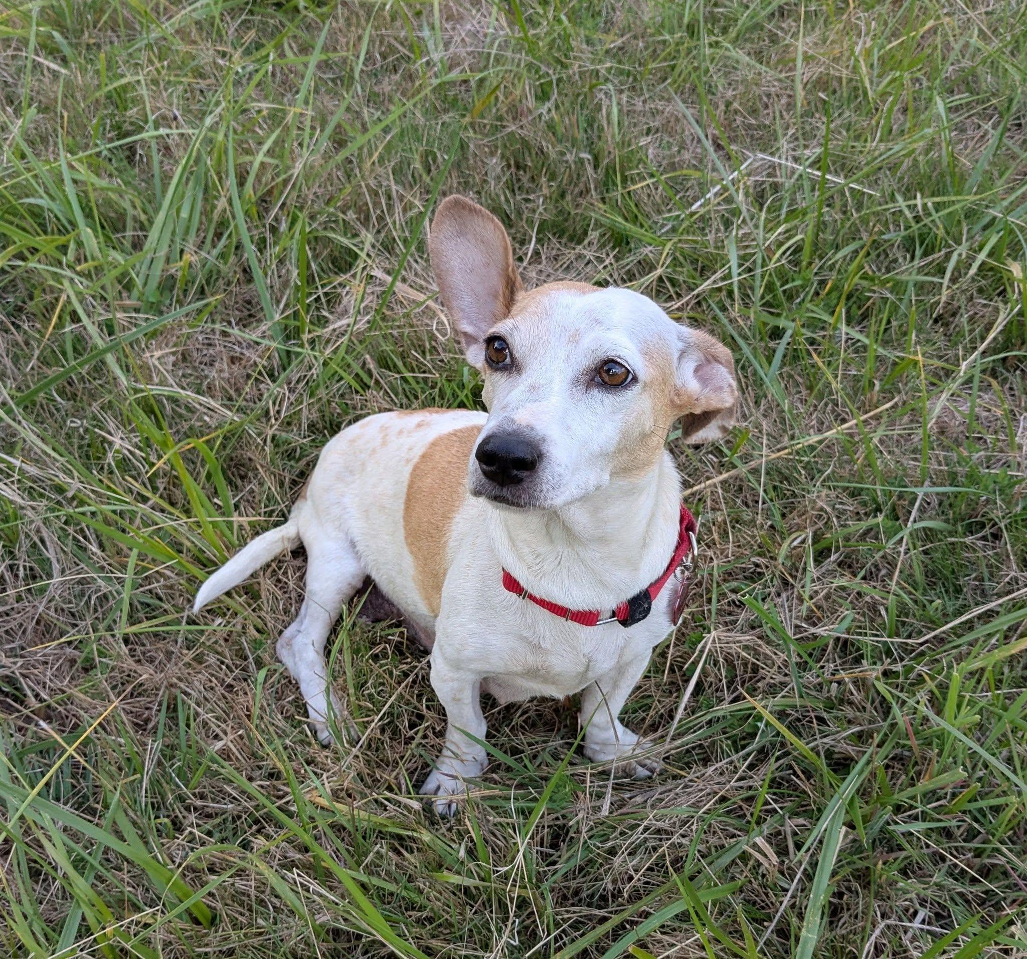 Enlarge Tami, a Adoptable mixed breed in Clatskanie, OR image 1/6