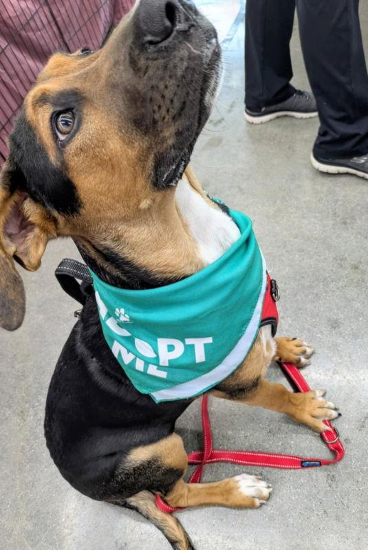 Enlarge Agatha, a Adoptable mixed breed in Wyoming, MI image 1/3