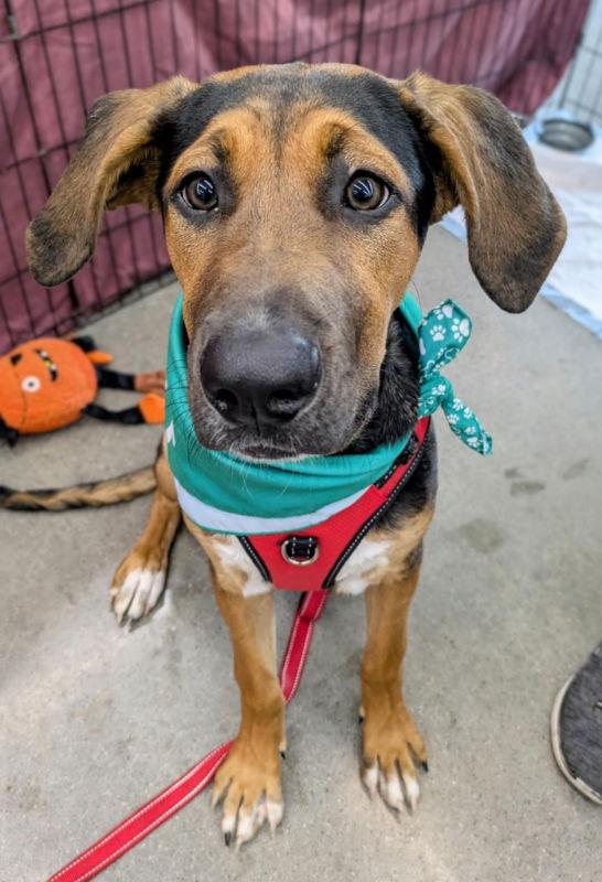 Enlarge Agatha, a Adoptable mixed breed in Wyoming, MI image 2/3