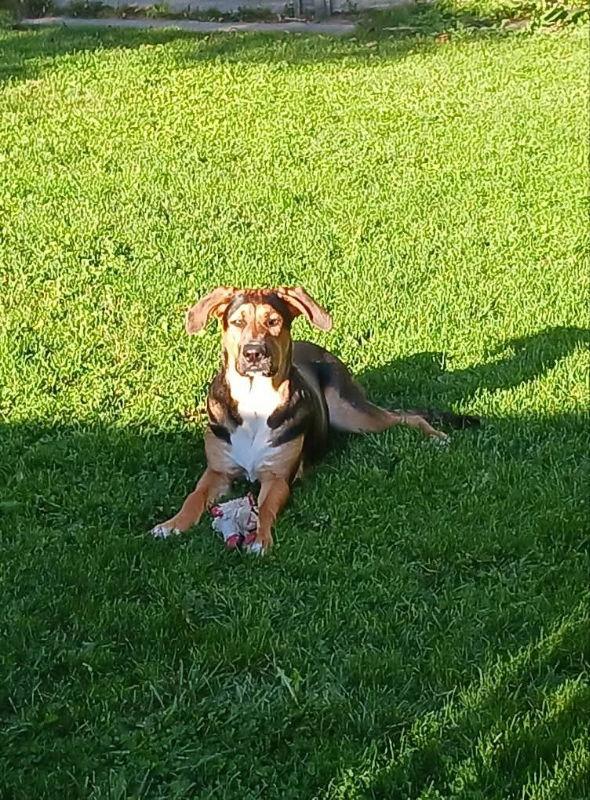 Enlarge Agatha, a Adoptable mixed breed in Wyoming, MI image 3/3