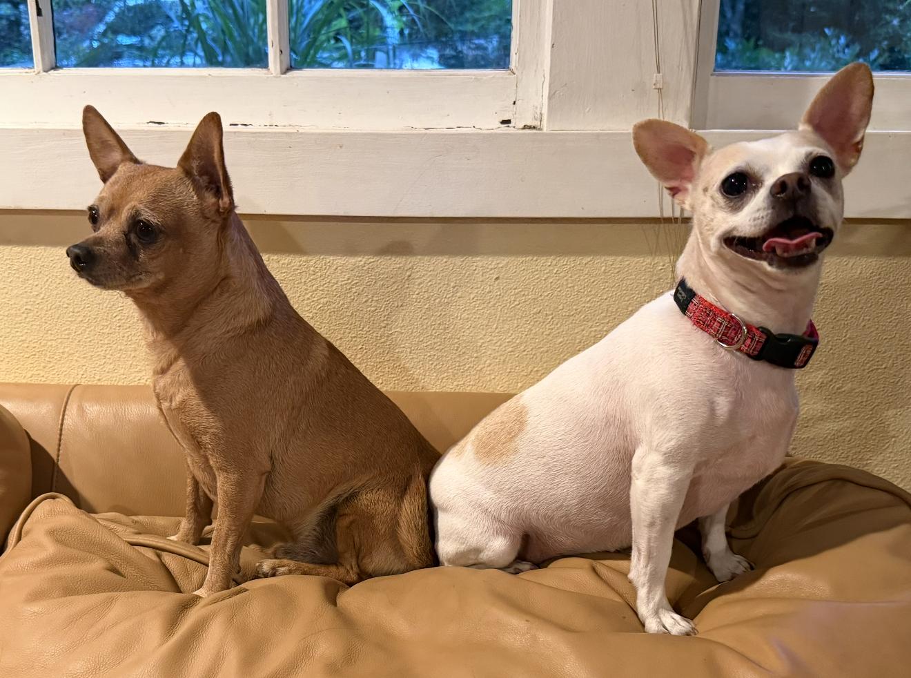 Fred, ADOPTABLE, Adult Male Chihuahua.