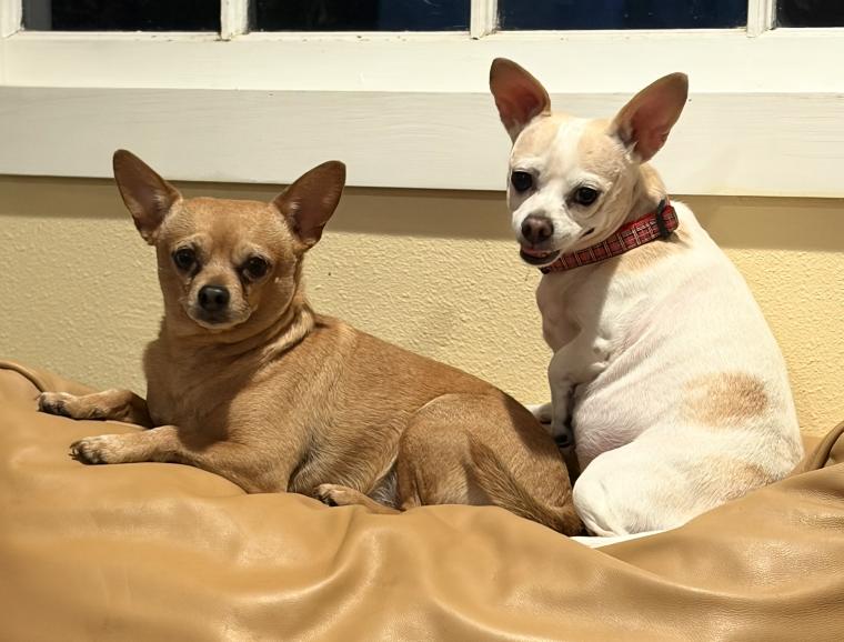 Fred, a ADOPTABLE Chihuahua in Puyallup, WA image 2/2
