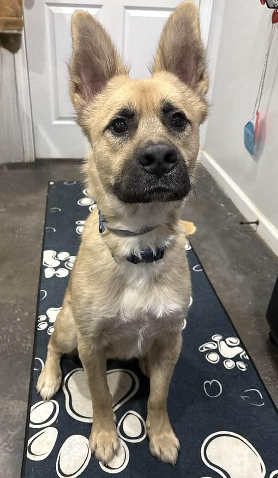 Enlarge Bane (Sponsored), a ADOPTABLE mixed breed in Munfordville, KY image 1/1