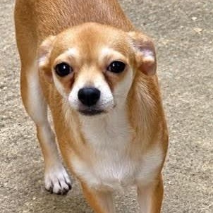 Enlarge Minnie, a Adoptable mixed breed in Cedarburg, WI image 2/2