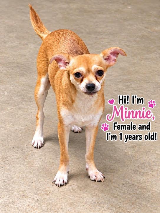 Enlarge Minnie, a Adoptable mixed breed in Cedarburg, WI image 1/2
