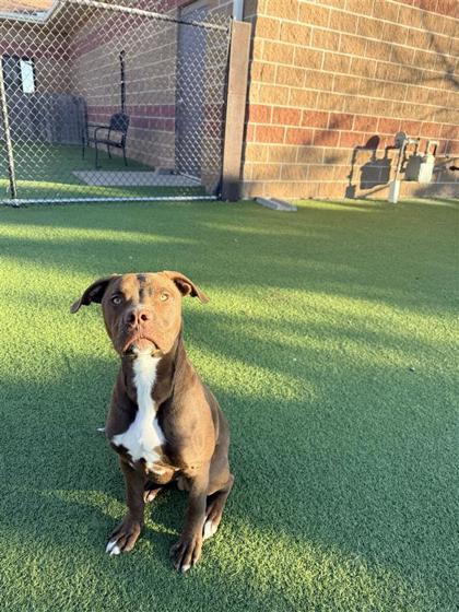 Ricky, Adoptable, Adult Male Mixed Breed & Mixed Breed.