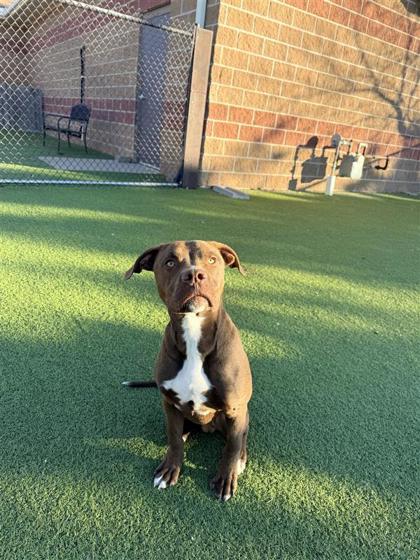 Ricky, a Adoptable mixed breed in Hutchinson, KS image 3/3