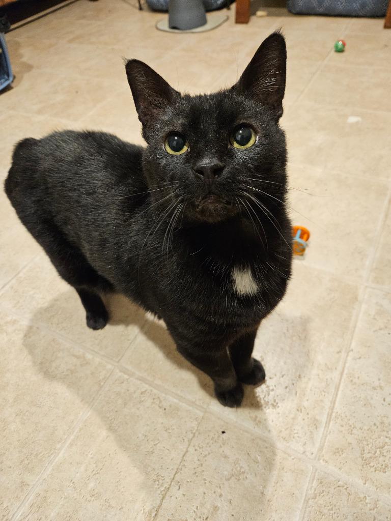 Tabitha, Adoptable, Senior Female Domestic Short Hair.