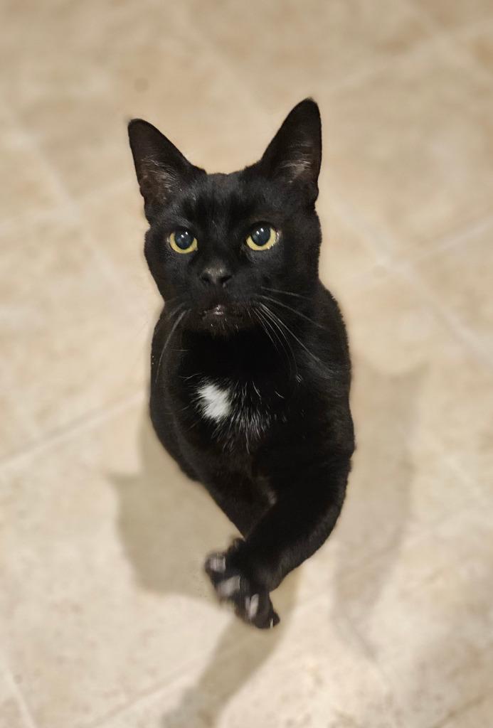 Enlarge Tabitha, a Adoptable mixed breed in Parkville, MD image 2/3