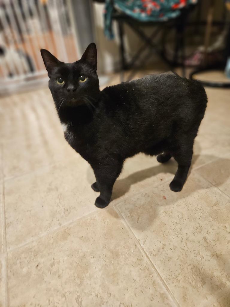 Enlarge Tabitha, a Adoptable mixed breed in Parkville, MD image 3/3