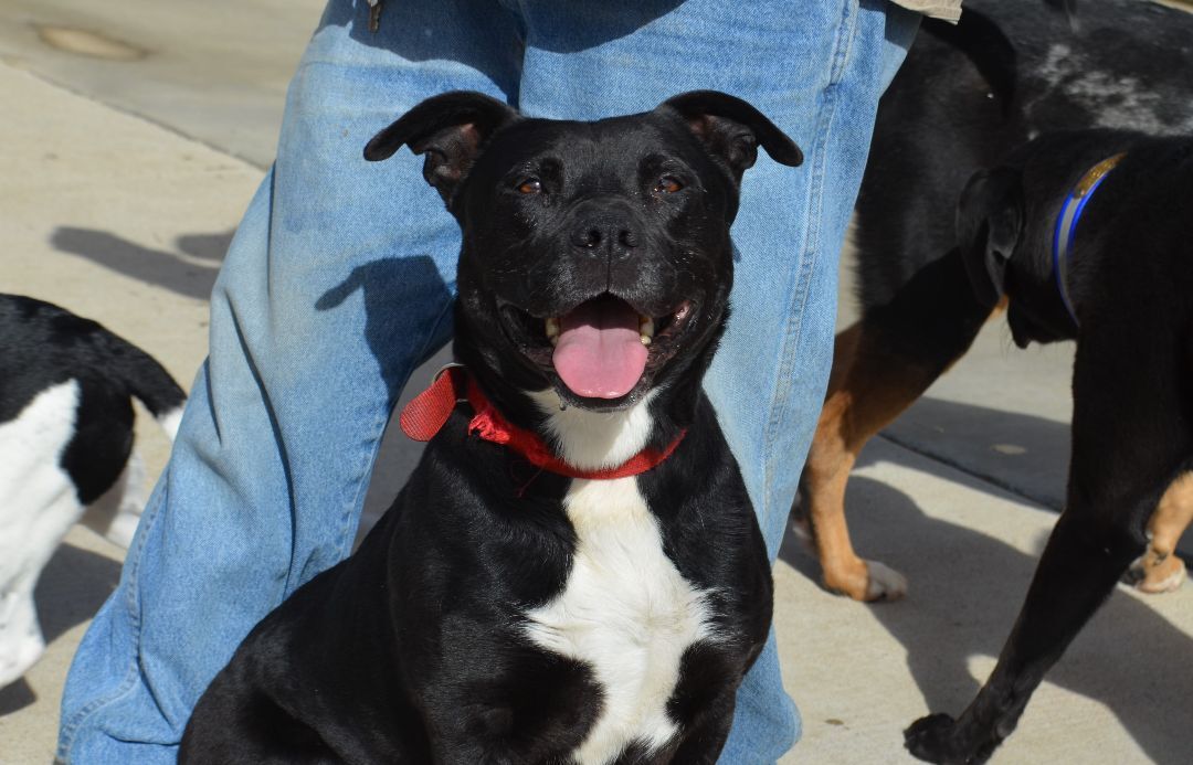 Malakai, Adoptable, Adult Male Pit Bull Terrier.