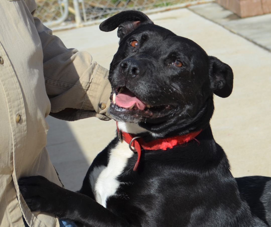 Enlarge Malakai, a Adoptable mixed breed in Terre Haute, IN image 2/13