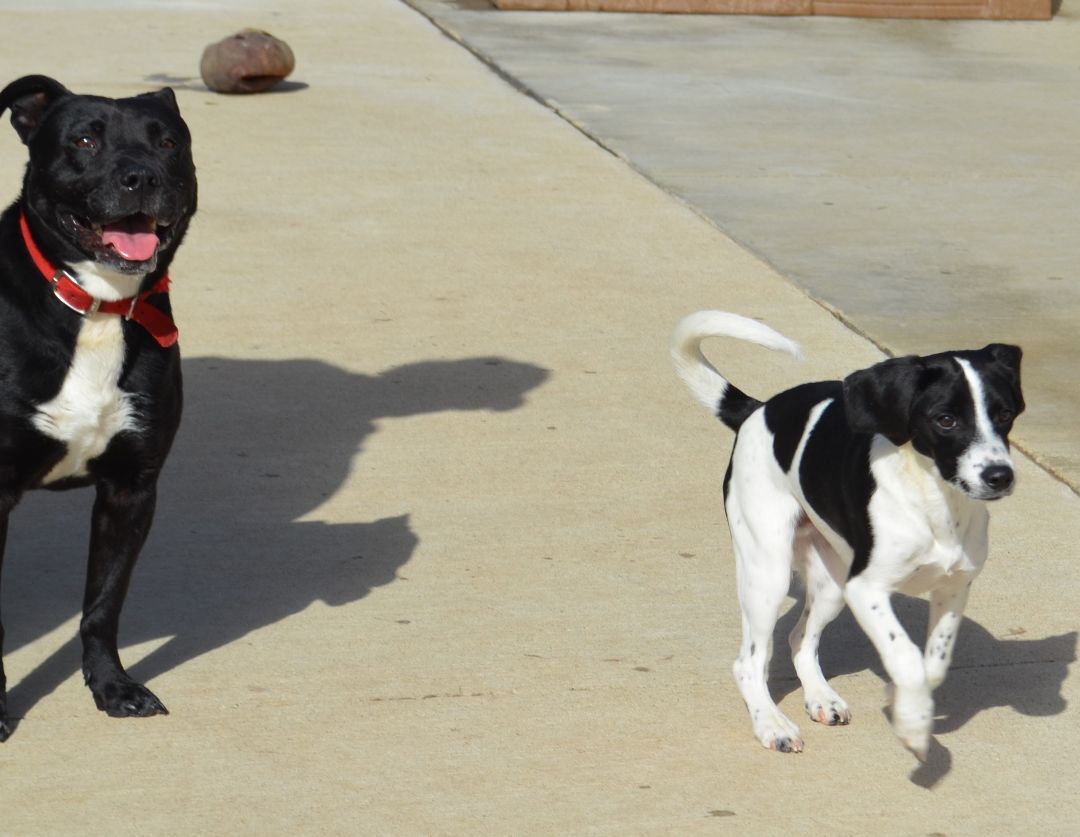 Enlarge Malakai, a Adoptable mixed breed in Terre Haute, IN image 3/13