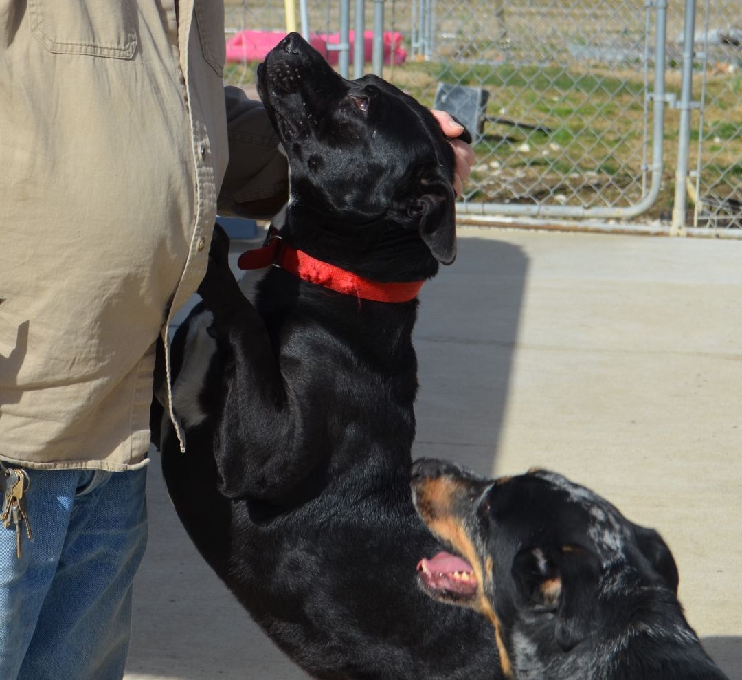 Enlarge Malakai, a Adoptable mixed breed in Terre Haute, IN image 4/13