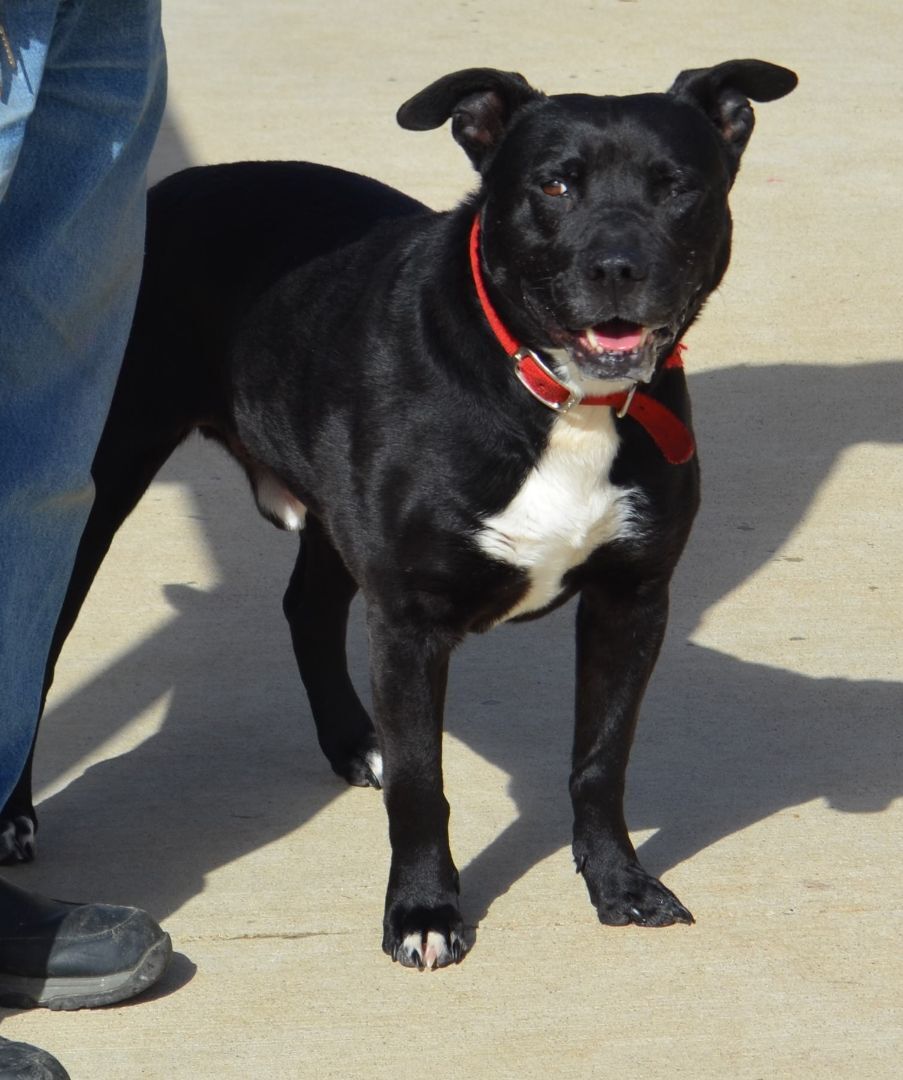 Enlarge Malakai, a Adoptable mixed breed in Terre Haute, IN image 5/13