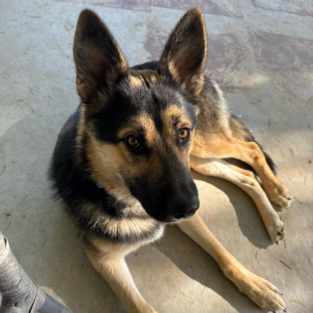Lightening, Adoptable, Young Male Shepherd & Mixed Breed.