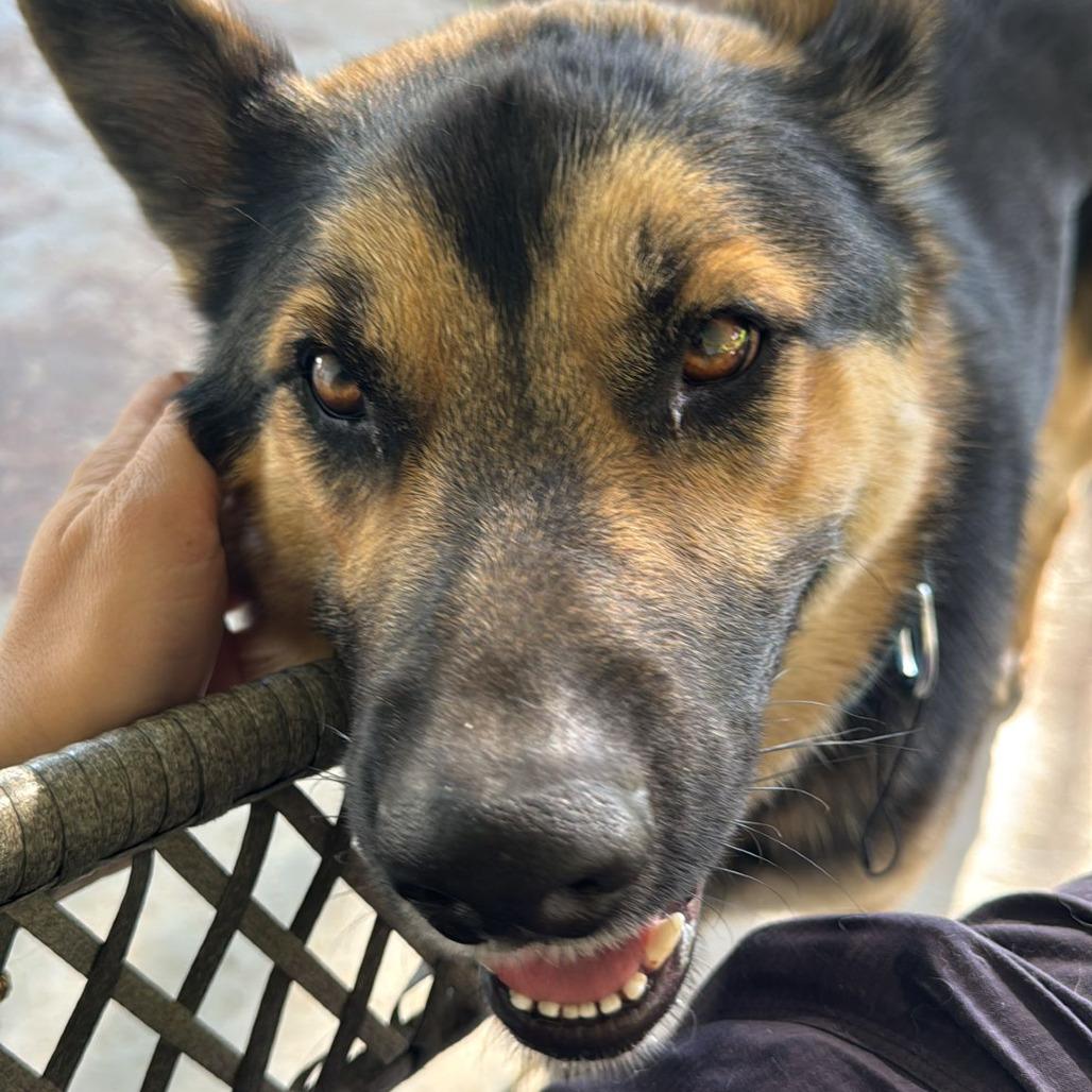 Lightening, a Adoptable mixed breed in Lions Bay, BC image 2/2