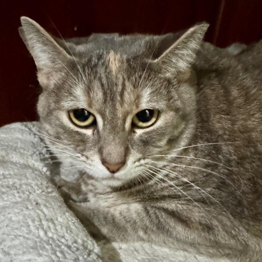 Enlarge Peaches, a Adoptable Domestic Short Hair in Lakeland, FL image 1/3