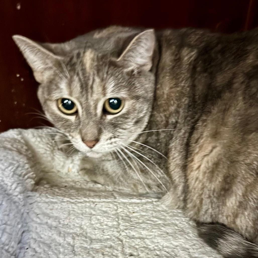 Enlarge Peaches, a Adoptable Domestic Short Hair in Lakeland, FL image 2/3