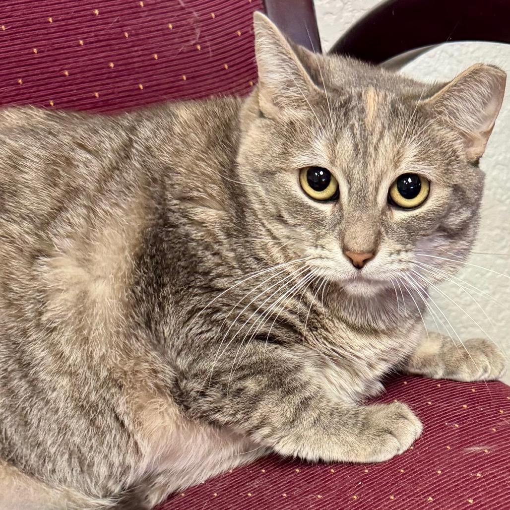 Enlarge Peaches, a Adoptable Domestic Short Hair in Lakeland, FL image 3/3