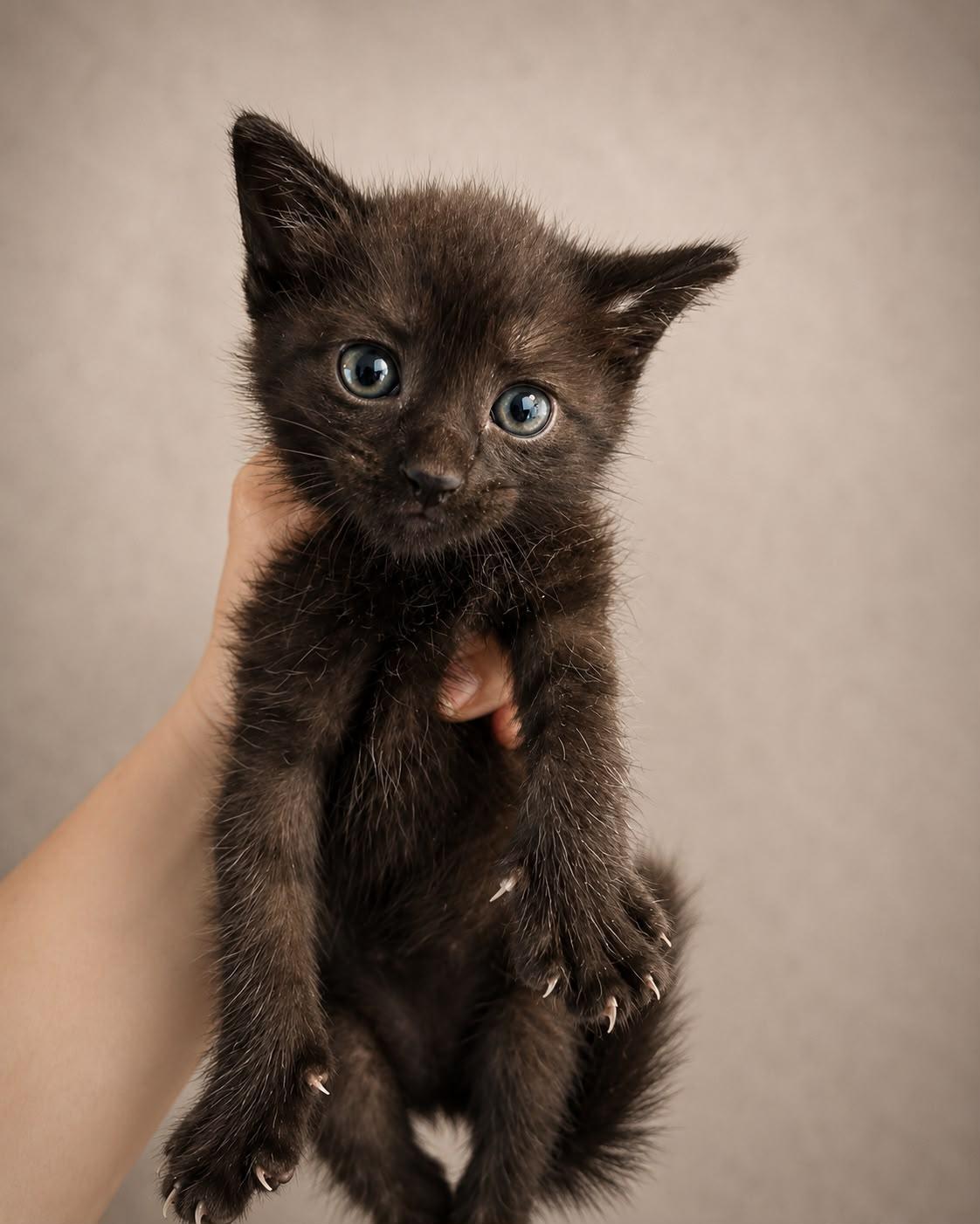 Luchito, adopted, Kitten Male Domestic Short Hair.