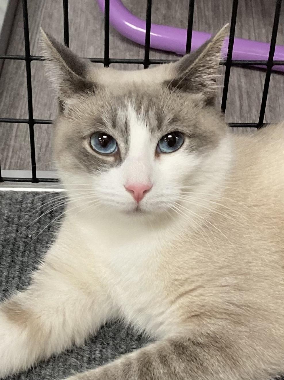Blair *, Adult Female unknown
