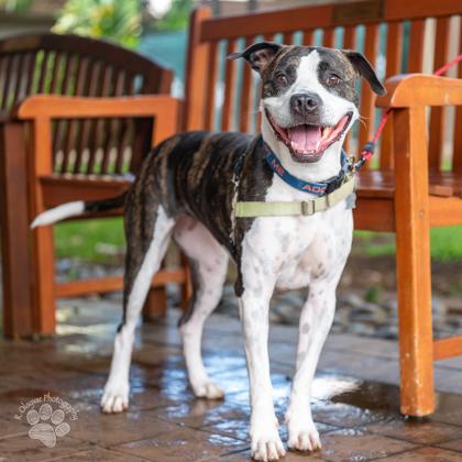 Enlarge Zena, a Adoptable Mixed Breed in Honolulu, HI image 1/3