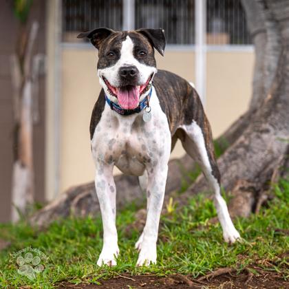 Enlarge Zena, a Adoptable Mixed Breed in Honolulu, HI image 2/3