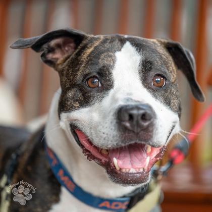 Enlarge Zena, a Adoptable Mixed Breed in Honolulu, HI image 3/3