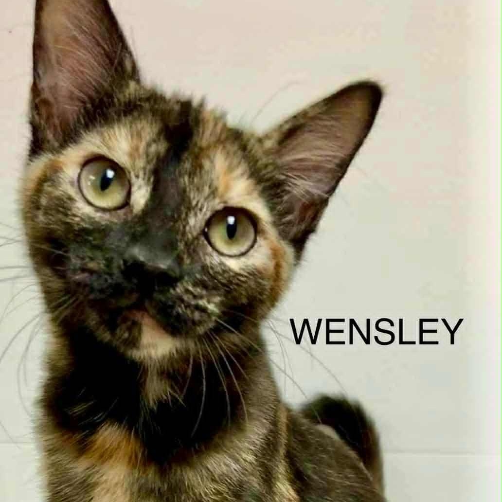Enlarge Wensley, a Adoptable Tortoiseshell in Rushville, IL image 1/1