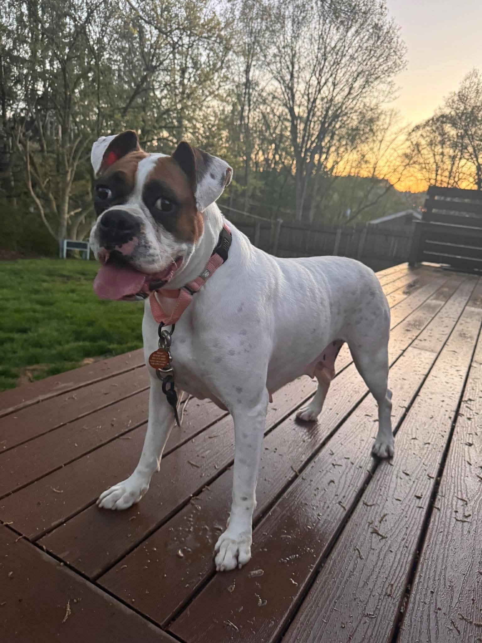 Enlarge Haven, a ADOPTABLE Boxer in St. Clairsville, OH image 6/6