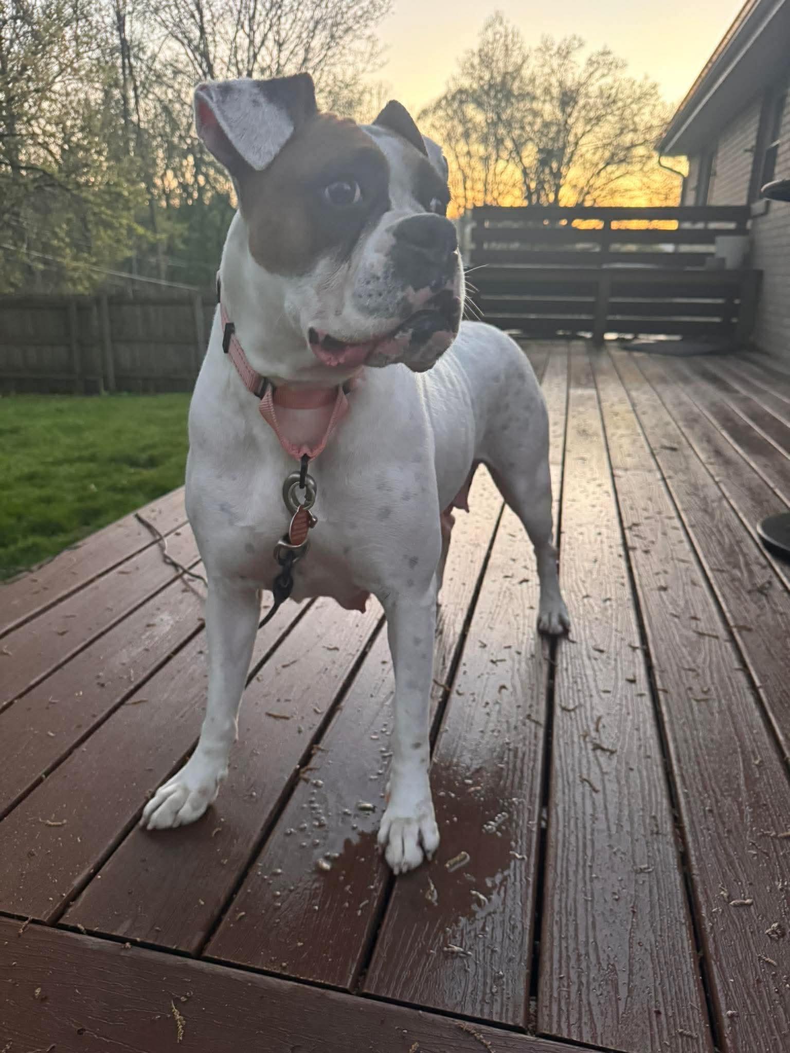 Enlarge Haven, a ADOPTABLE Boxer in St. Clairsville, OH image 4/6