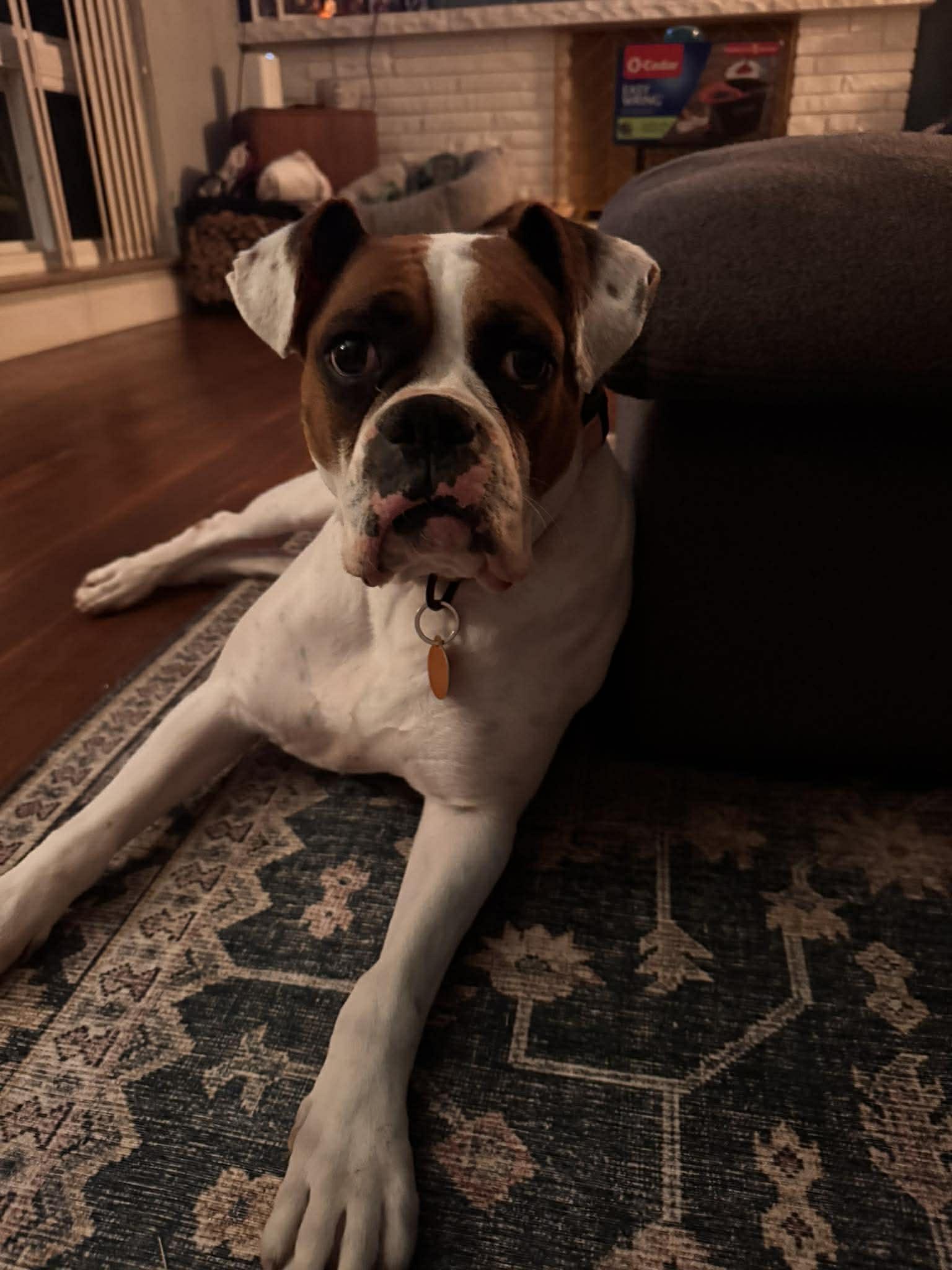 Enlarge Haven, a ADOPTABLE Boxer in St. Clairsville, OH image 1/6