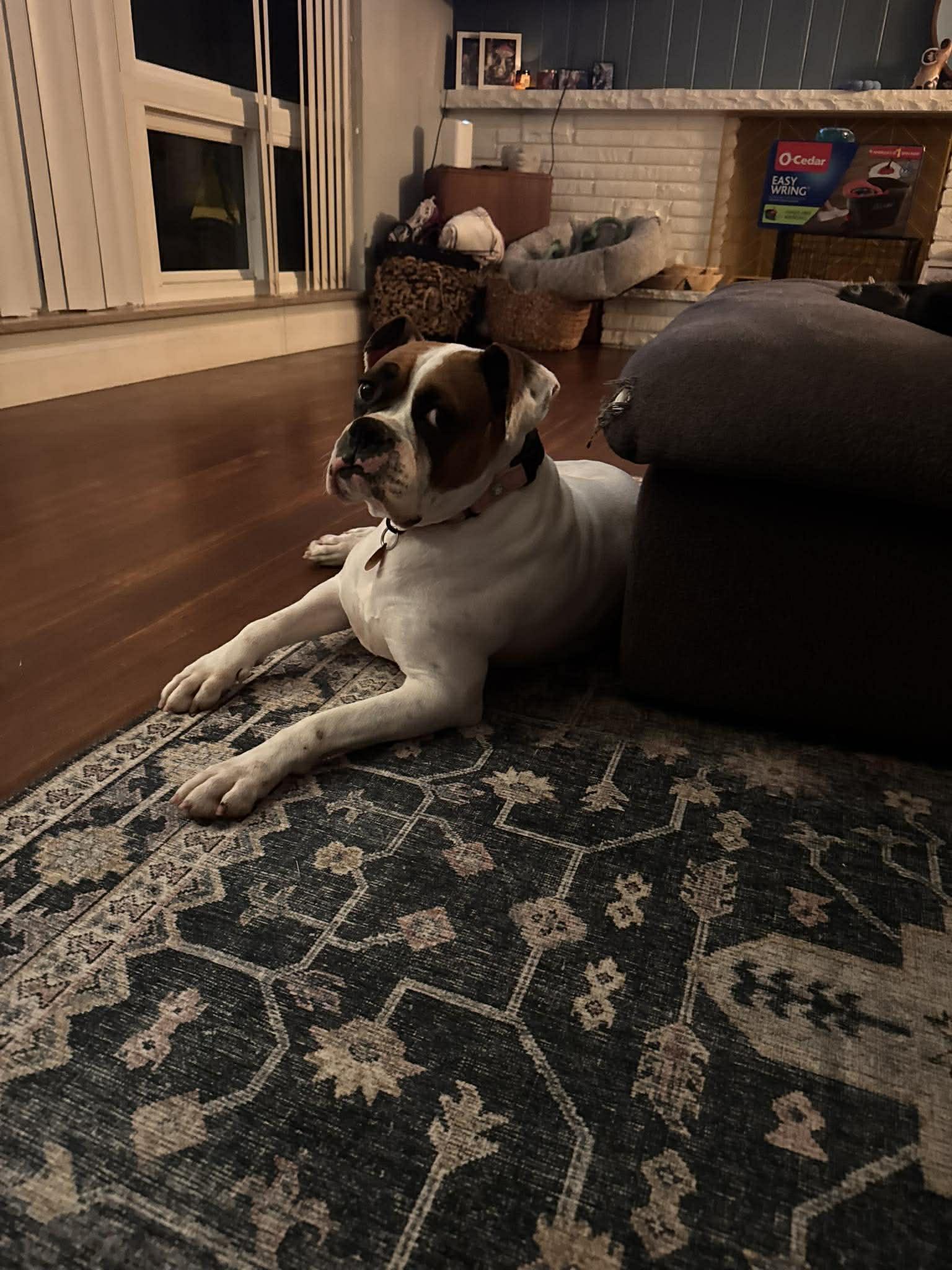 Enlarge Haven, a ADOPTABLE Boxer in St. Clairsville, OH image 3/6